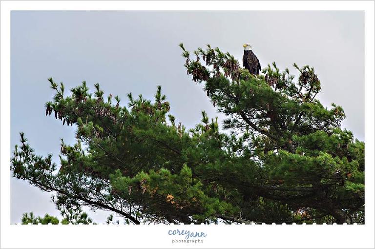 bald eagle on the kennebec river in maine
