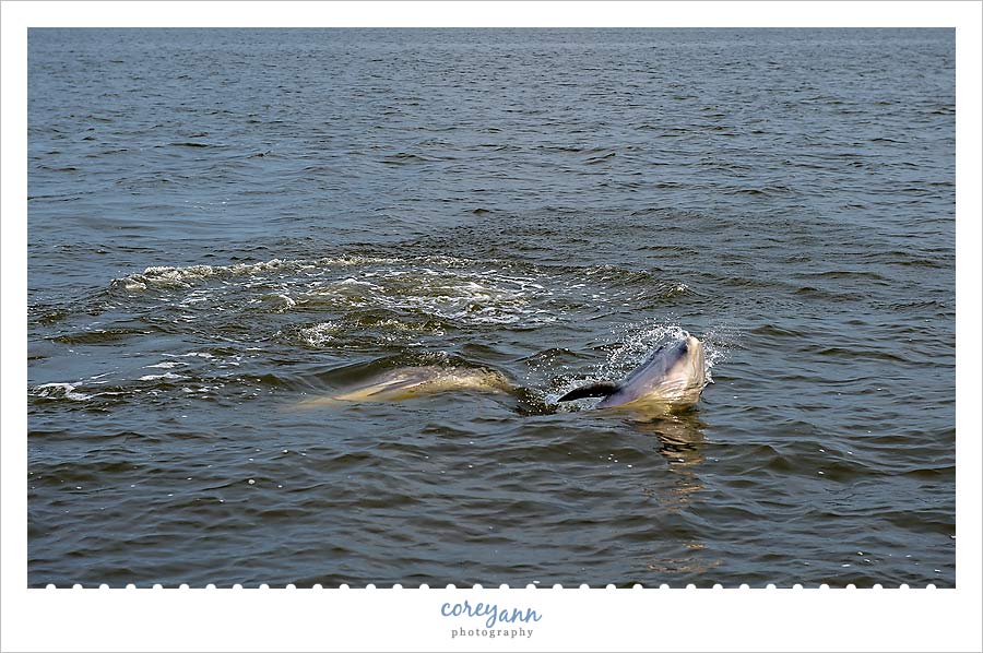 captian-johnny-dolphin-cruise