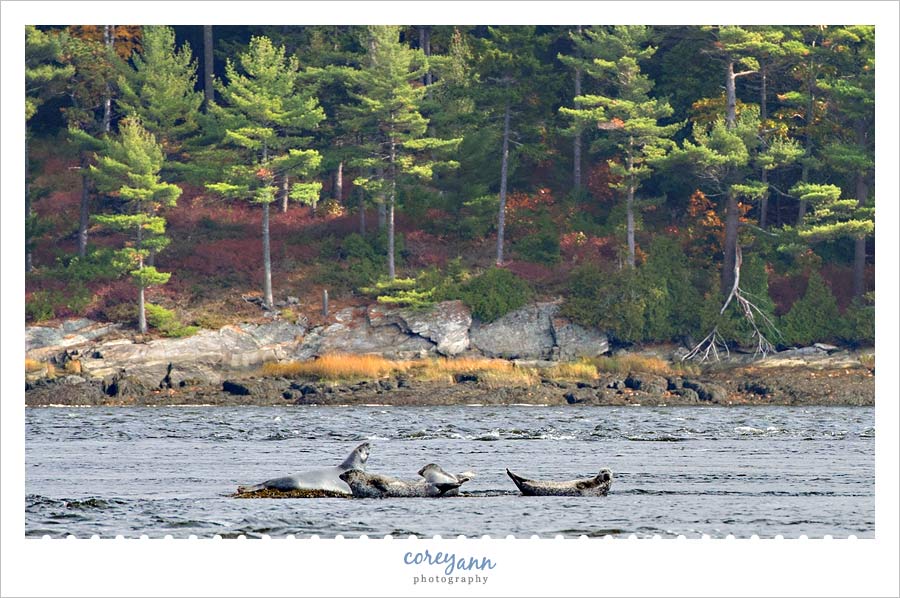 harbor seals in bath maine