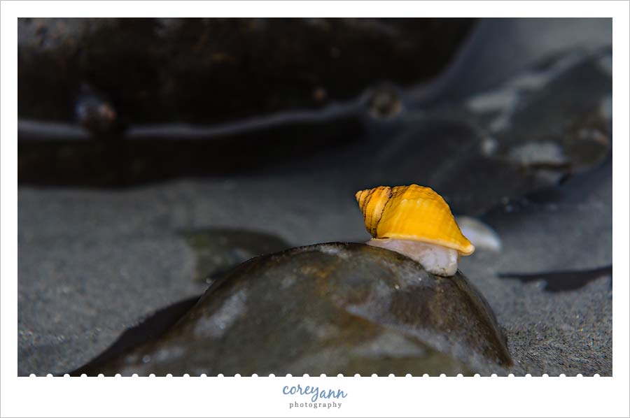 mollusk on long sands beach in main