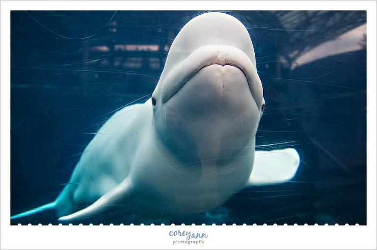 juno-beluga-whale4