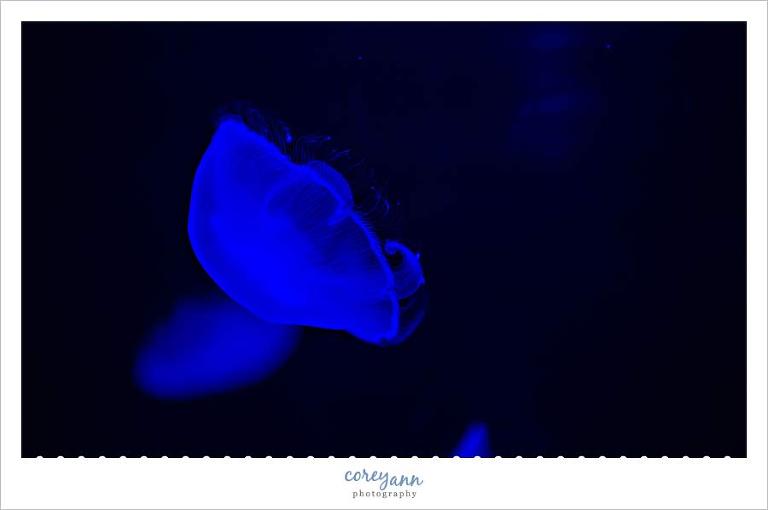 mystic-aquarium2