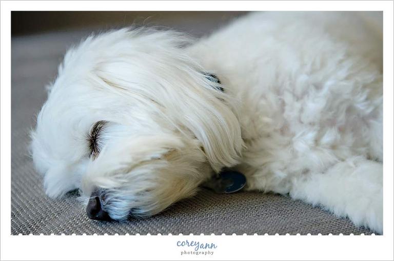 white maltese dog napping before wedding