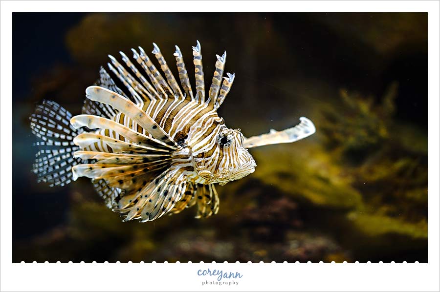 fish at the greater cleveland aquarium