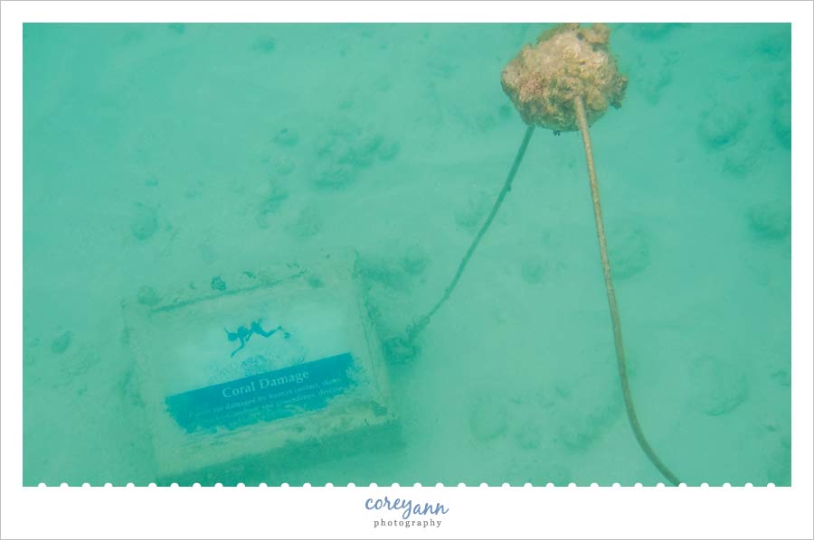 underwater snorkeling trail at trunk bay in st john