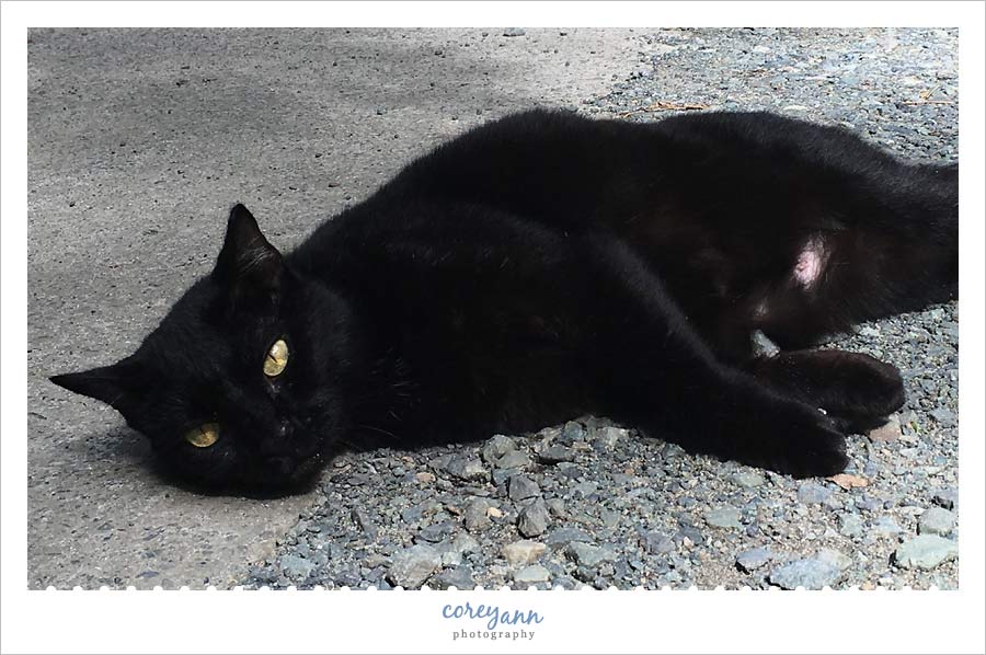 stray cat at cinnamon bay