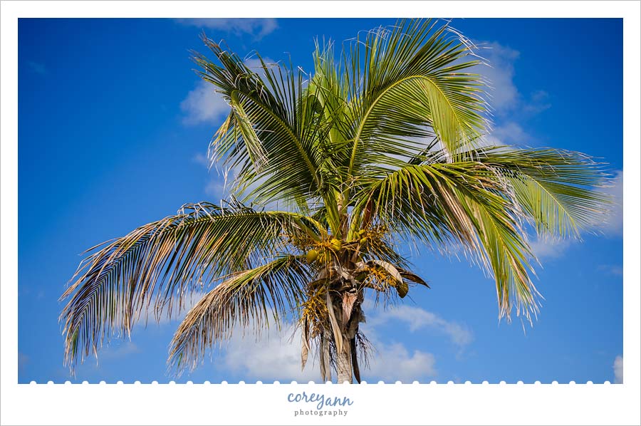 palm tree on st thomas