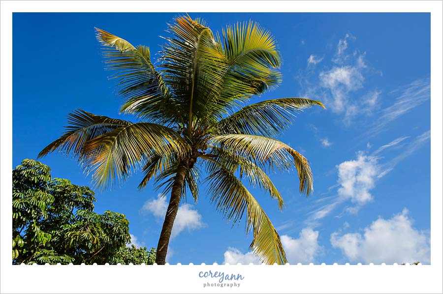 palm tree on lime tree beach in st thomas