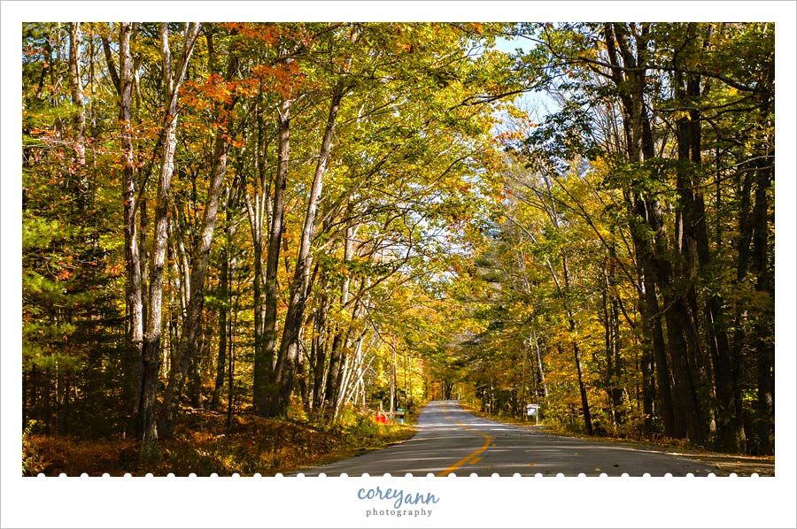 Autumn Foliage Along Road in Maine
