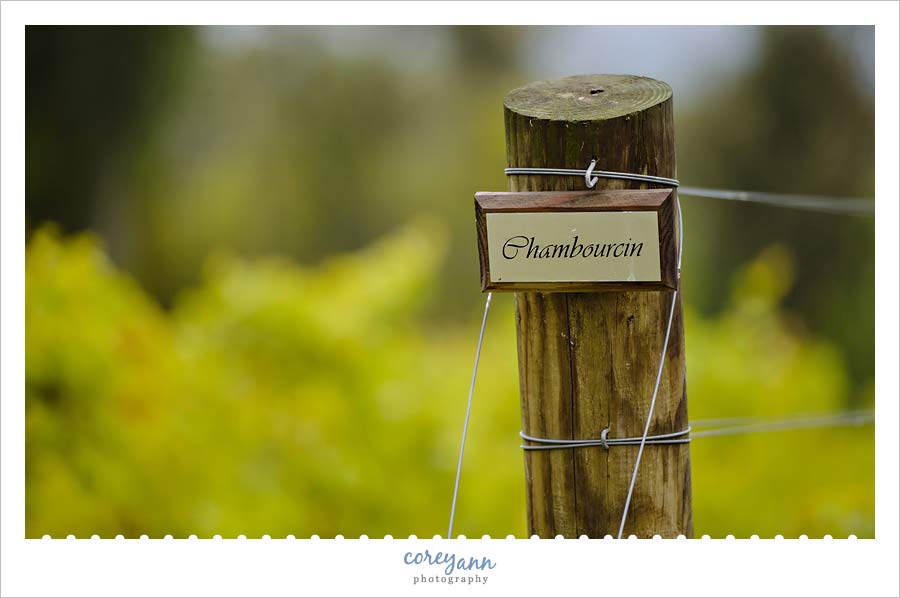 Vineyard at Waters Edge in Louisville