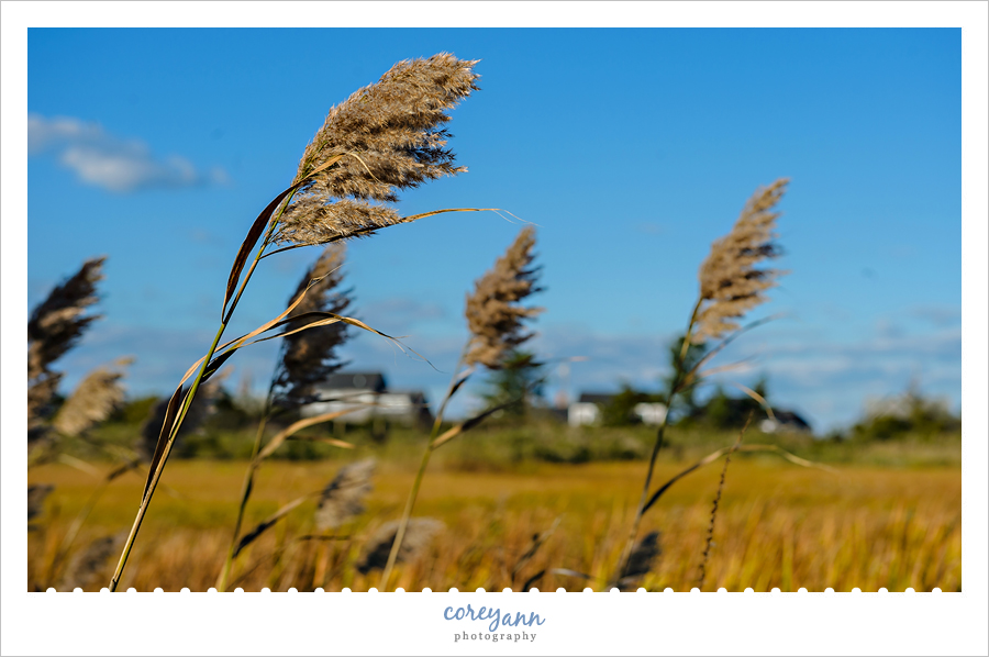 Nantucket Sea Oats