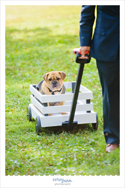 Dog Ring Bearer in Wagon for Wedding