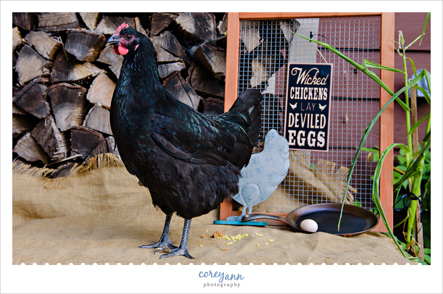 Lucille the Chicken’s First Egg
