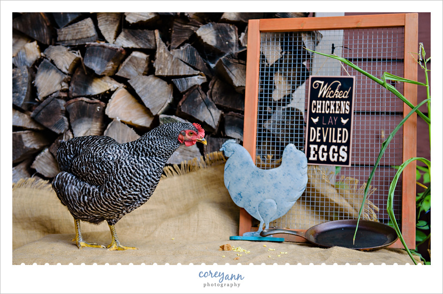 Chicken's First Egg Session