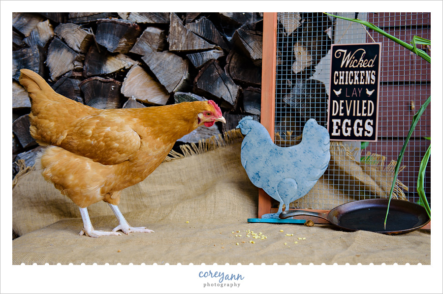 Chicken's First Egg Session