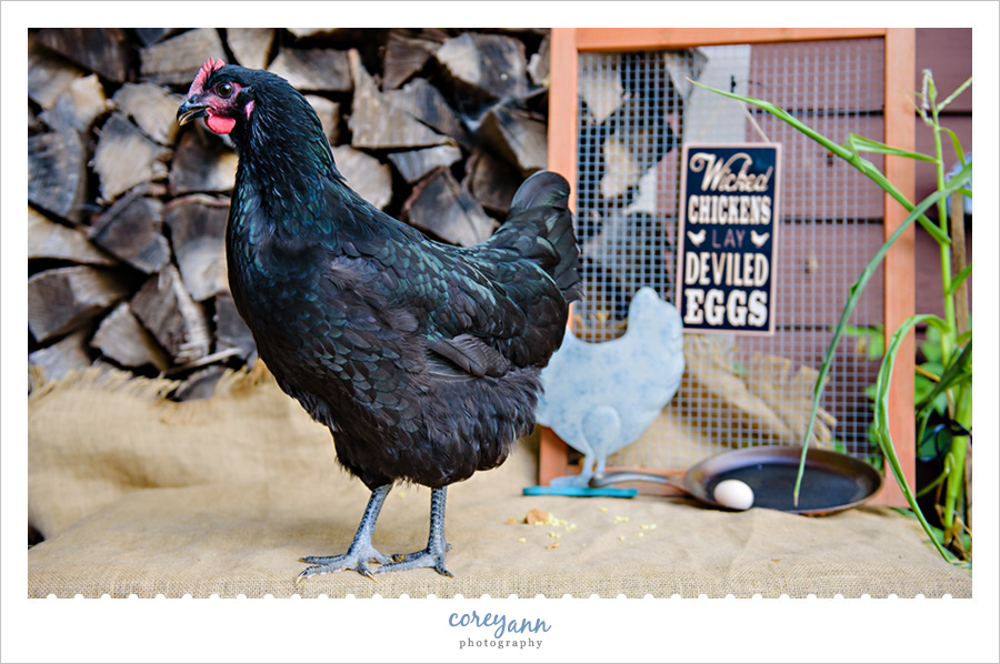 Chicken's First Egg Session