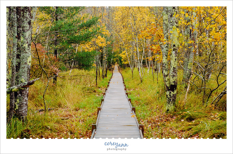 Wooded trail at Acadia National Park in Autumn