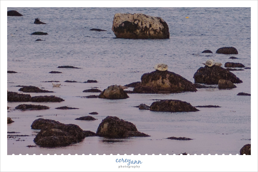 Seals at Rockland Breakwater Light