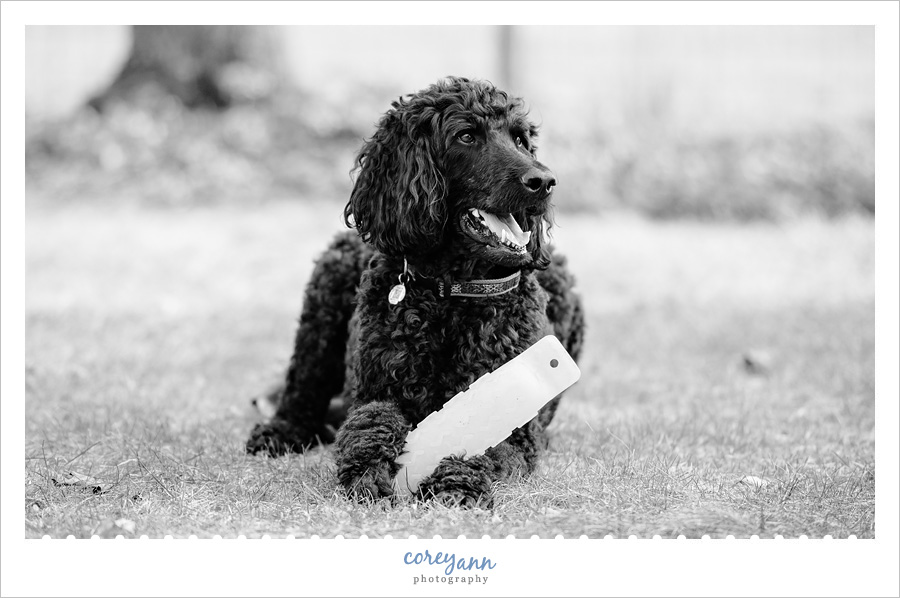 Canton Pet Photographer