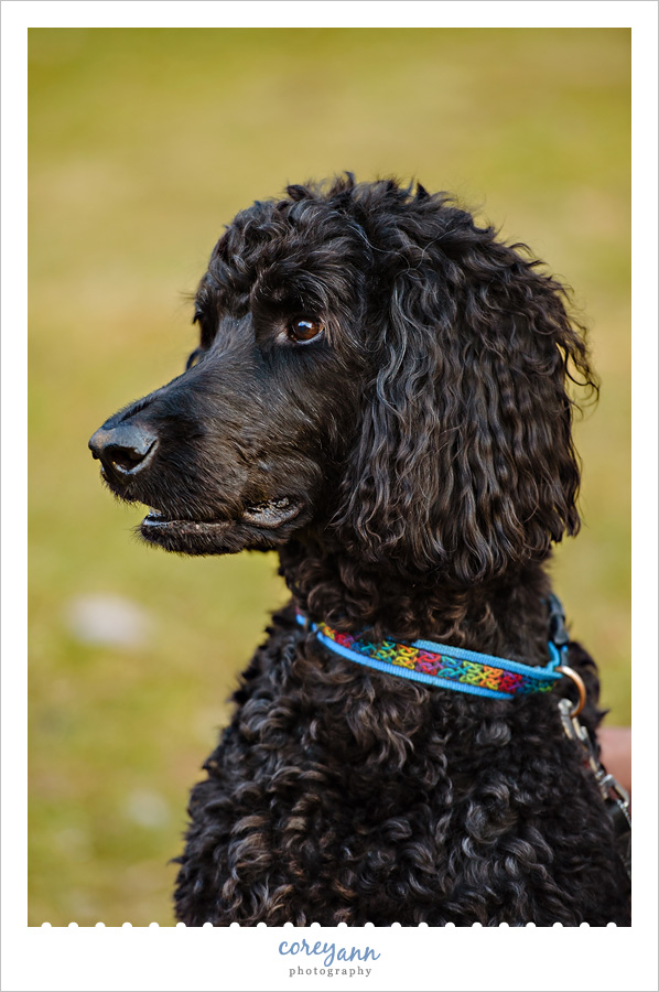 Black Standard Poodle in Canton Ohio