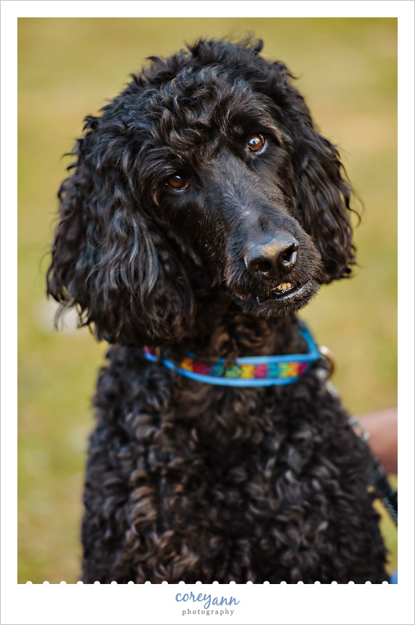 Canton Pet Photography – Beau the Poodle