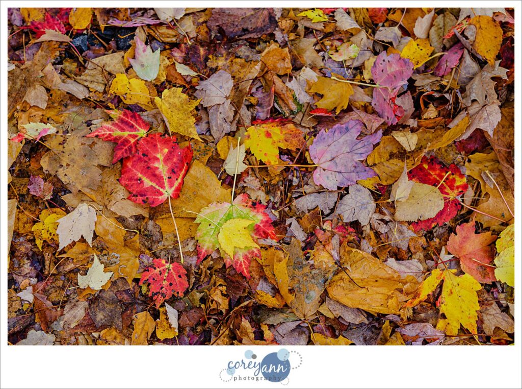 leaves in Franconia Notch Park