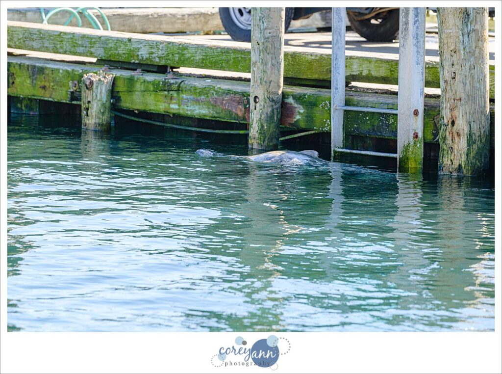 Chatham Pier Fish Market Seals