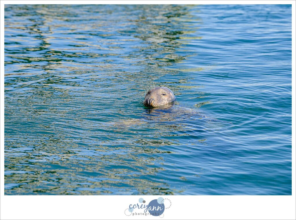 Chatham Pier Fish Market Seals