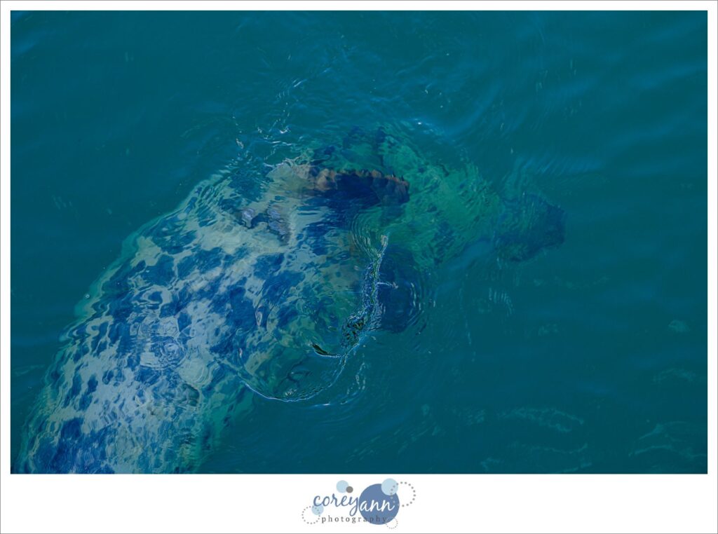 Chatham Pier Fish Market Seals