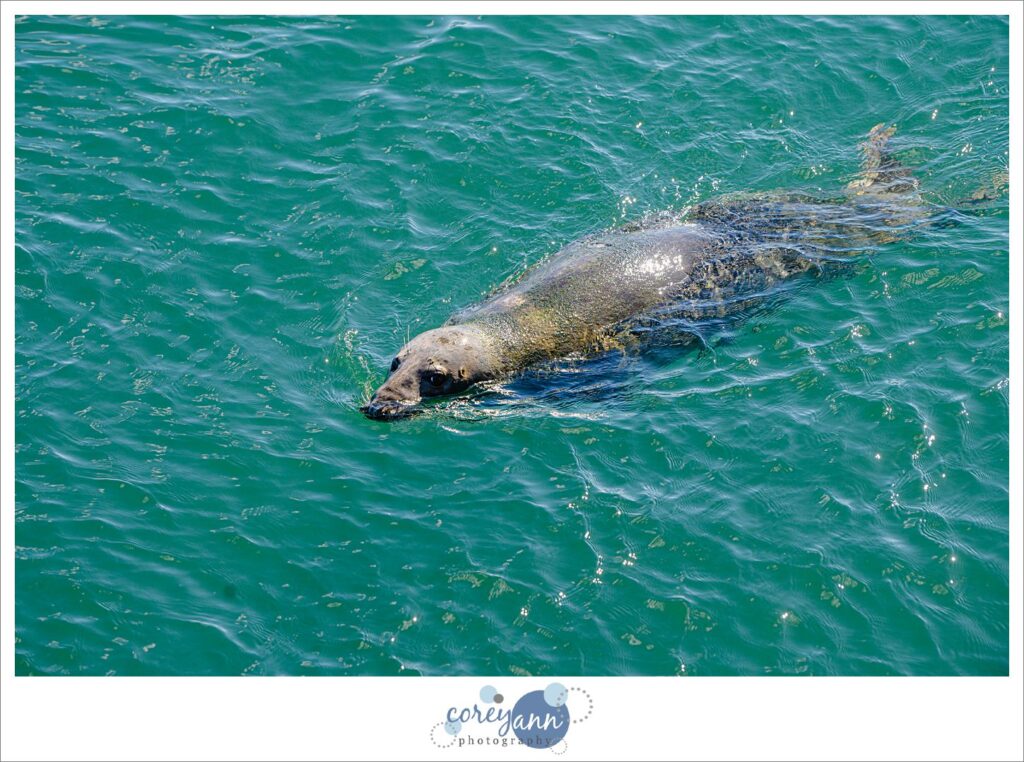 Chatham Pier Fish Market Seals