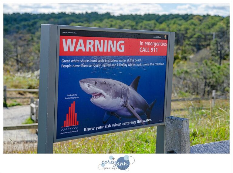 nauset beach shark sign