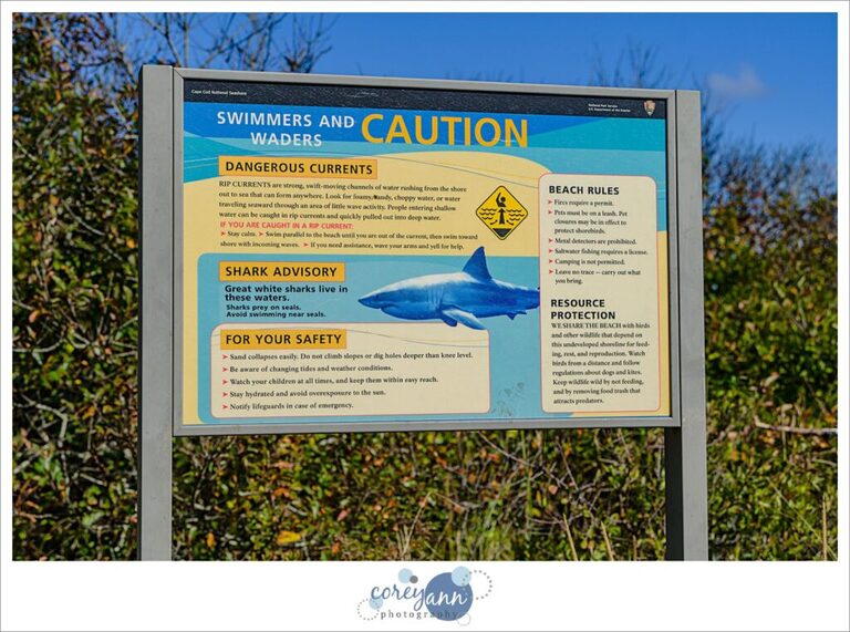 great white shark attack warnings at nauset light beach