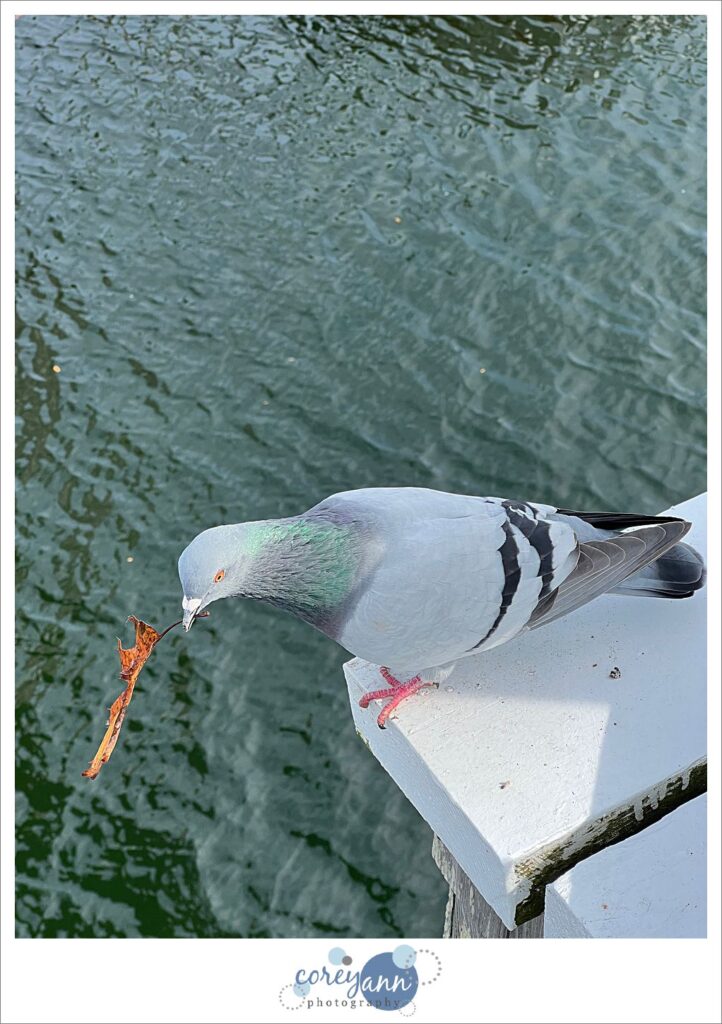 Perkins Cove in Ogunquit Maine