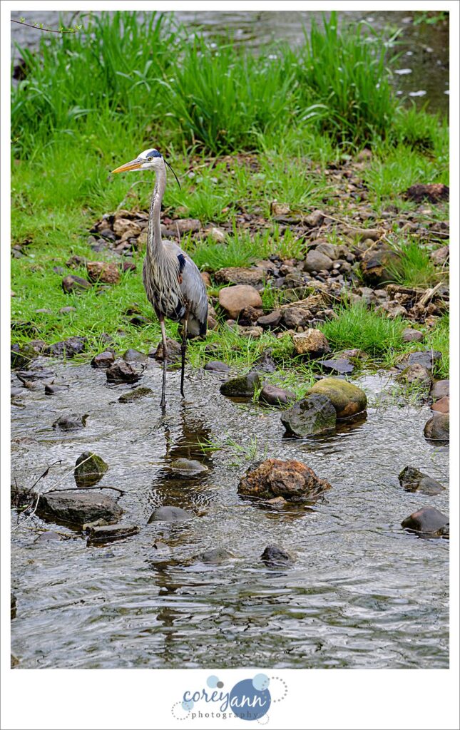Great Blue Heron at Gervasi Vineyard in Canton Ohio