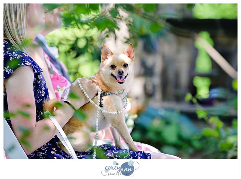 Dog flower girl at wedding in Akron ohio