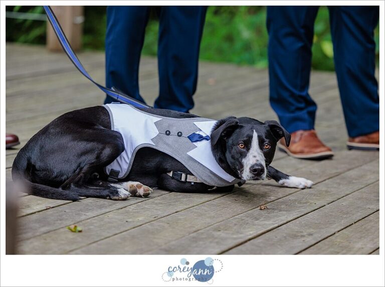 June wedding at Bella Amore on Enchanted Acres in Dennison Ohio