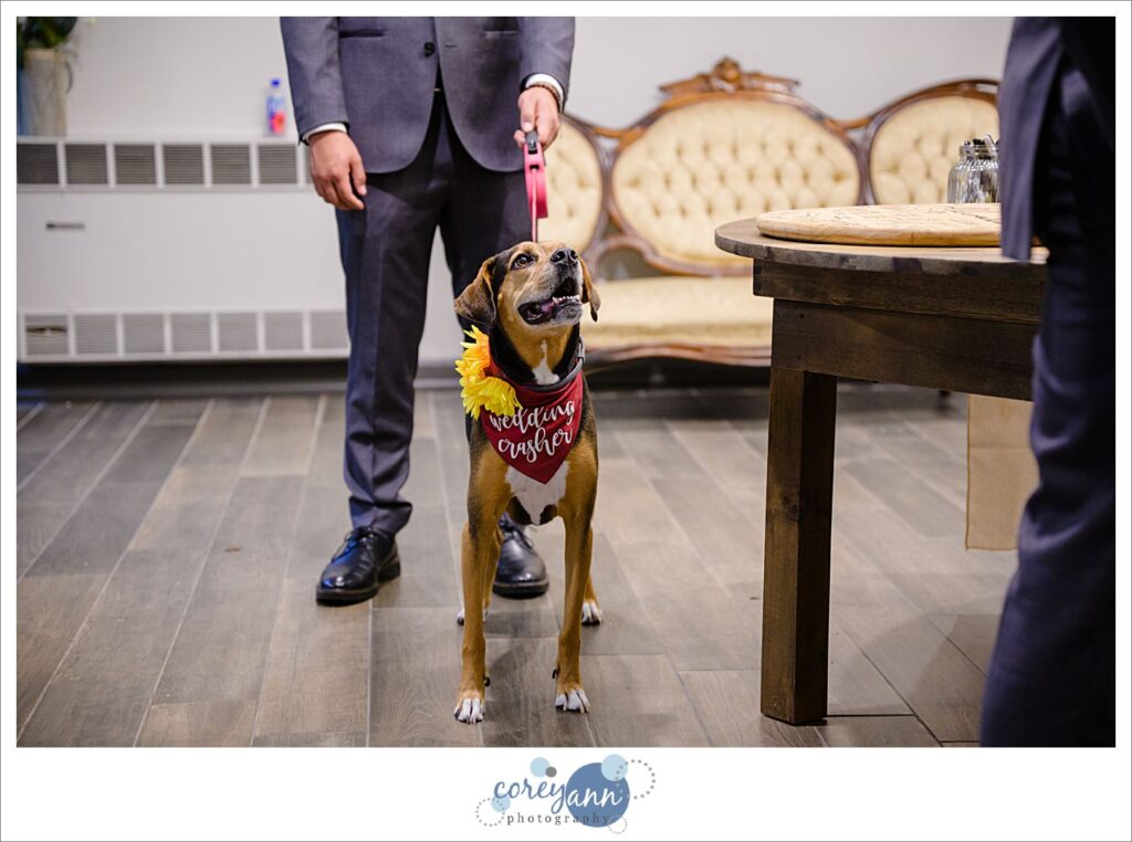 Dog ring bearer for wedding in Ohio