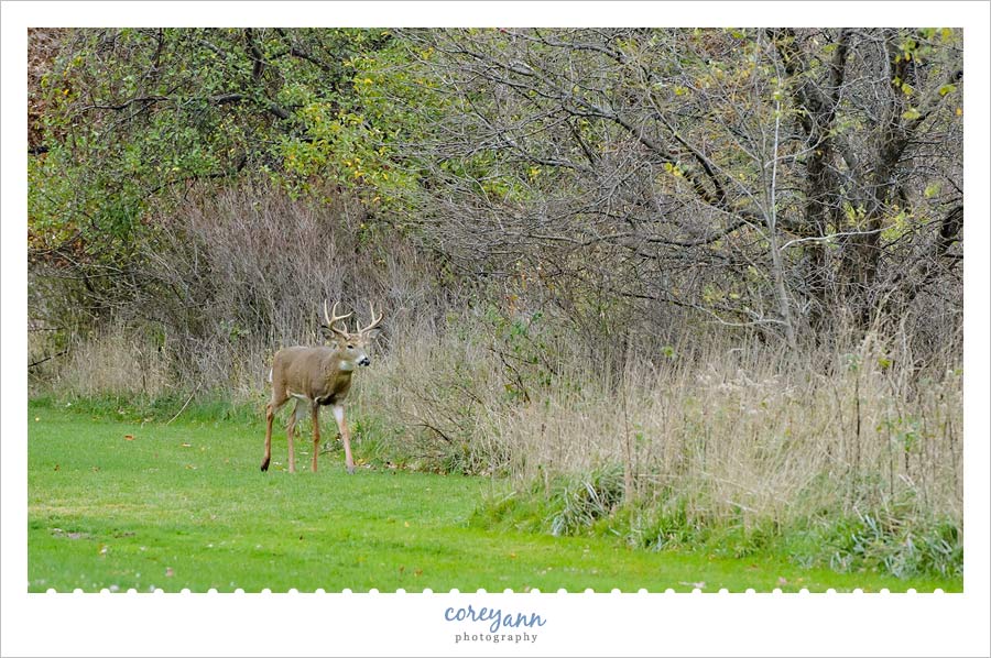 deer walking in grass in cleveland ohio